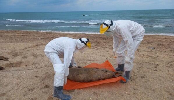 Xəzərin sahilində quş cəsədləri aşkarlanıb