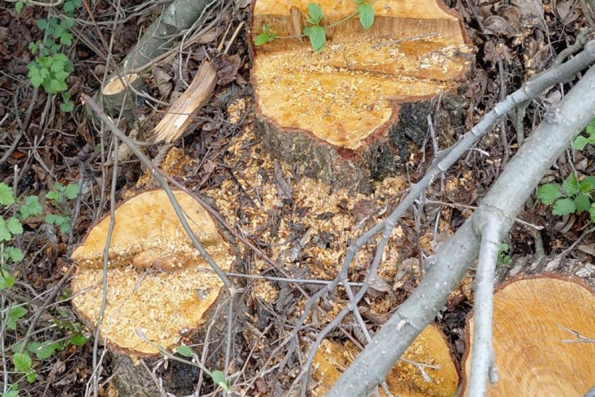 Oğuzda ağacların kəsilməsinə görə cinayət işi başlanıb 