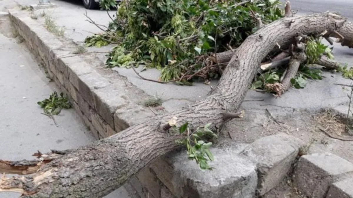 Bakıda güclü külək səbəbindən 34 ağac aşıb