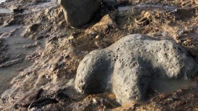 Taylandda yeni dinozor növünün qalıqları tapılıb