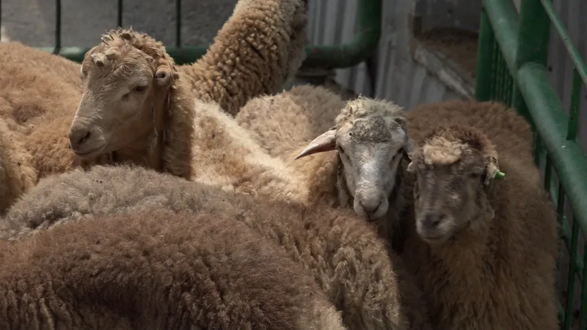 Qurban bayramı ilə bağlı hazırlıq işləri yekunlaşıb