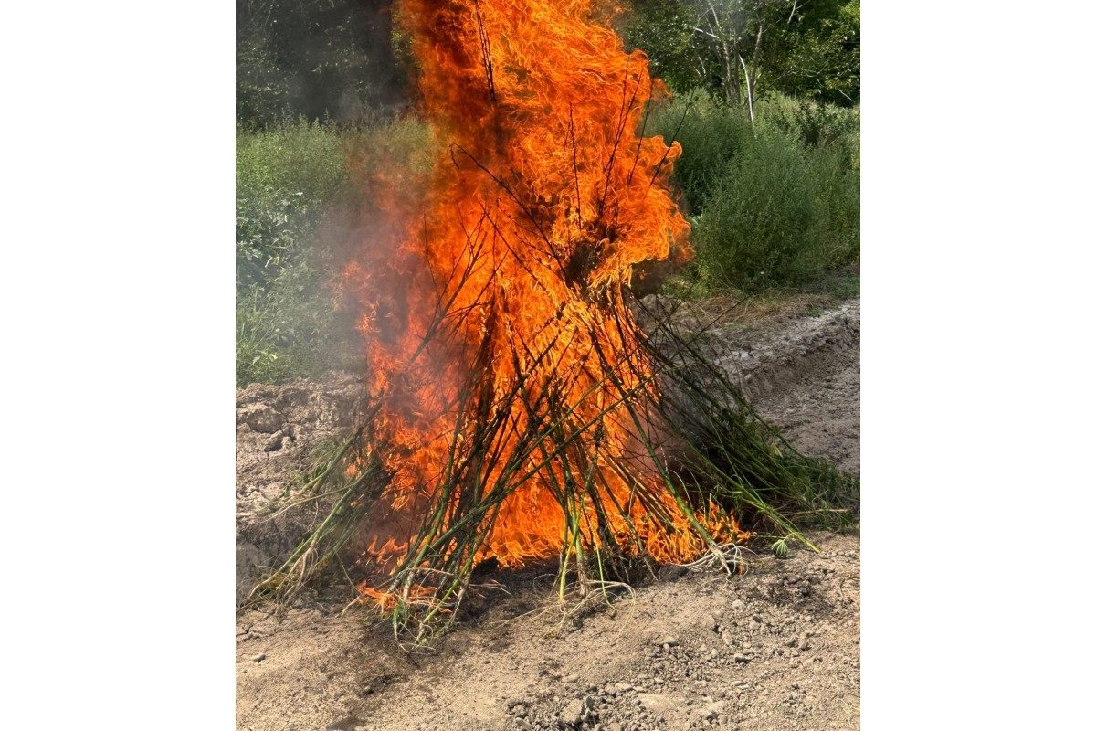 La&ccedil;ında 1,2 ton &ccedil;ətənə kolu məhv edilib
